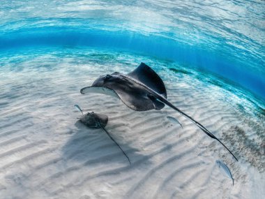 A closeup of a stingray with its baby swimming underwater with other fish clipart