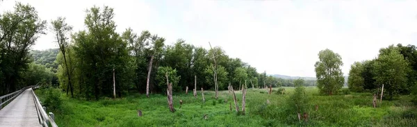 Панорамний Знімок Сільськогосподарського Поля Зеленою Травою Оточенні Багатьох Дерев — стокове фото