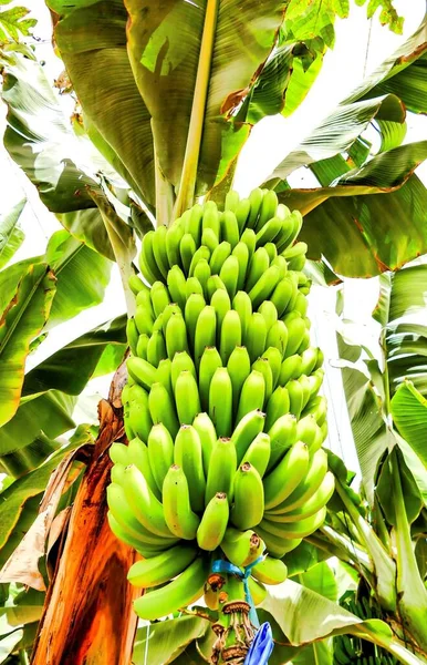Ângulo Baixo Close Tiro Bananas Verdes Crescendo Árvore — Fotografia de Stock
