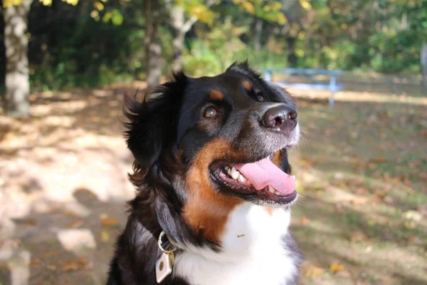 一张伯纳斯山狗的特写照片 它带着领子高兴地抬头看 — 图库照片