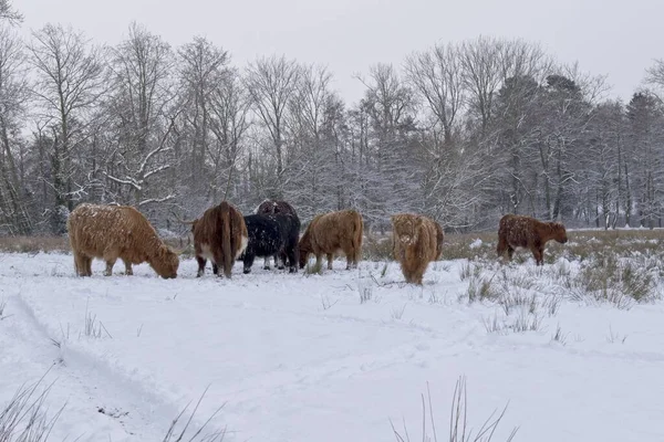 Wide Angle Shot Several Cattle Grazing Trees Winter — Stock Photo, Image