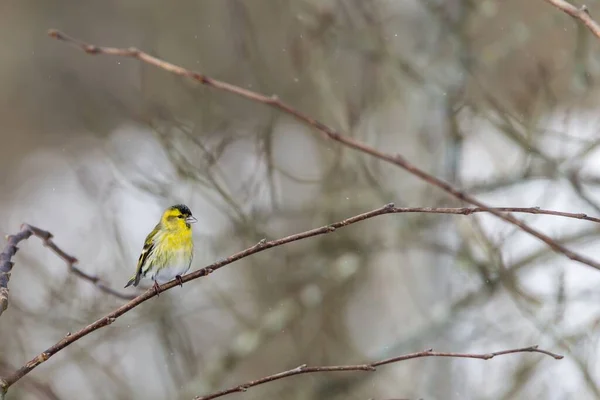 Een Close Shot Van Een Mooie Kleine Gele Vogel Houten — Stockfoto