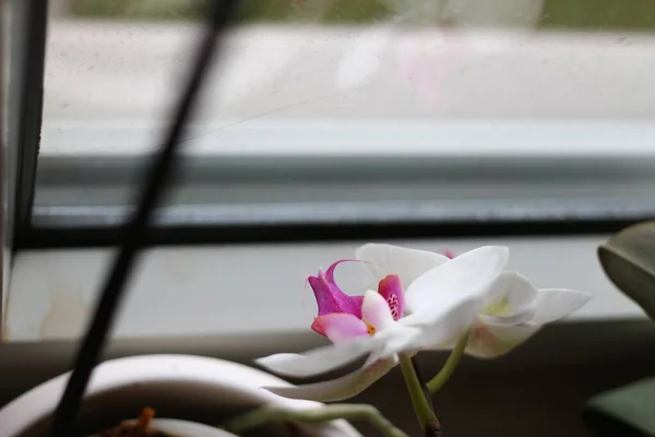 Pencerenin Yanında Beyaz Falanopsis Güve Orkidelerinin Yakın Plan Çekimi — Stok fotoğraf