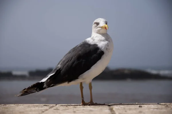 Closeup Shot Black White Seagull Next Water — Stock Photo, Image