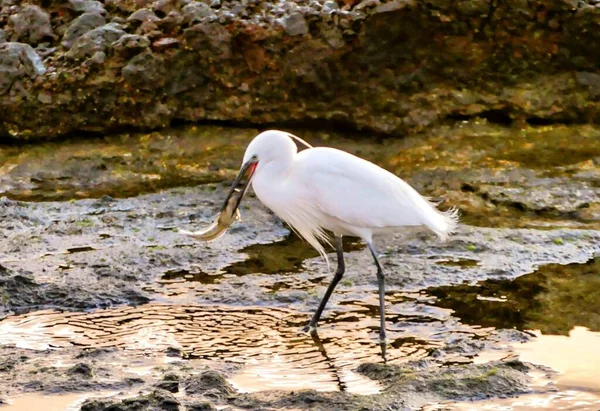 Closeup Shot White Egret Eating Fish While Walking Rocky Lake — Stock Photo, Image