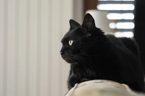 Gros Plan Chat Noir Dans Une Pièce — Photo