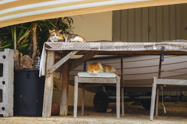 Plan Grand Angle Deux Chats Assis Sur Une Chaise Une — Photo