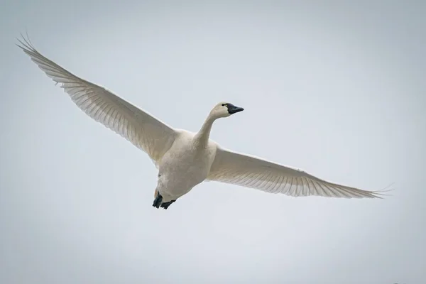 Stunning Shot Tundra Swan Flying Migrating Cloudy Sky — Stock Photo, Image