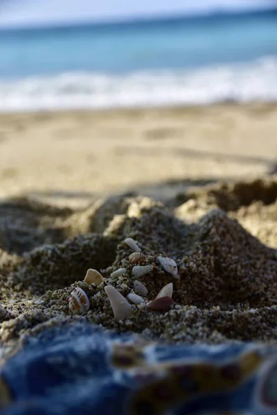 Tiro Close Vertical Pequenas Conchas Areia Praia — Fotografia de Stock