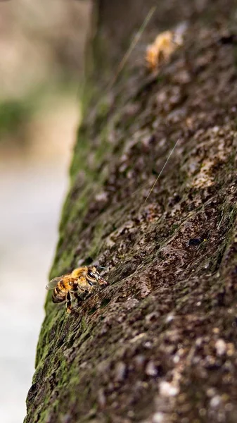 Uma Abelha Uma Casca Árvore Coberta Musgos Sob Luz Sol — Fotografia de Stock