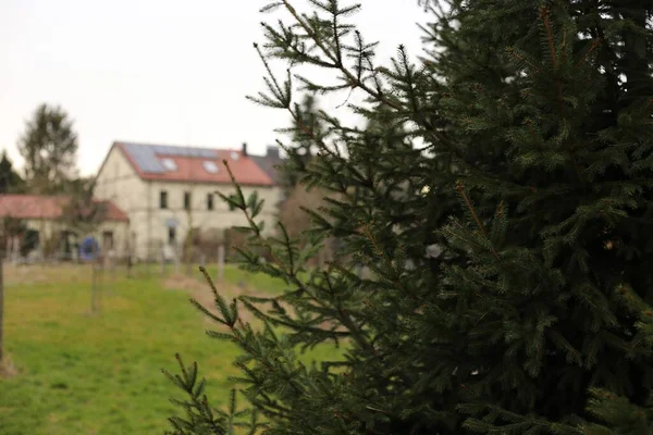 Smrk Poli Žlutými Domy Rozostřenými — Stock fotografie