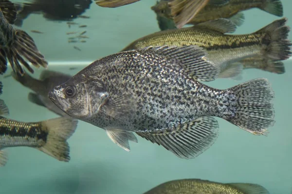 Beautiful Shot Crappie Fish Aquarium Tank — Stock Photo, Image