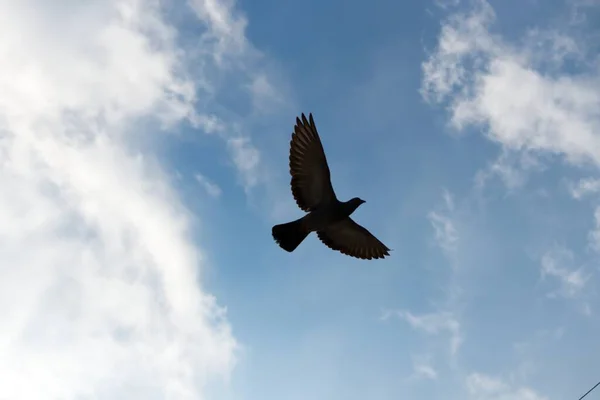 Een Lage Hoek Opname Van Een Vogel Vliegend Een Bewolkte — Stockfoto