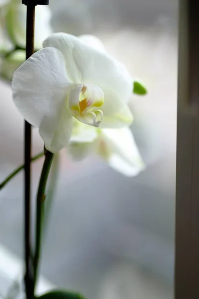 Крупним Планом Знімок Красивої Білої Квітки Метелика Орхідеї Розмитому Фоні — стокове фото