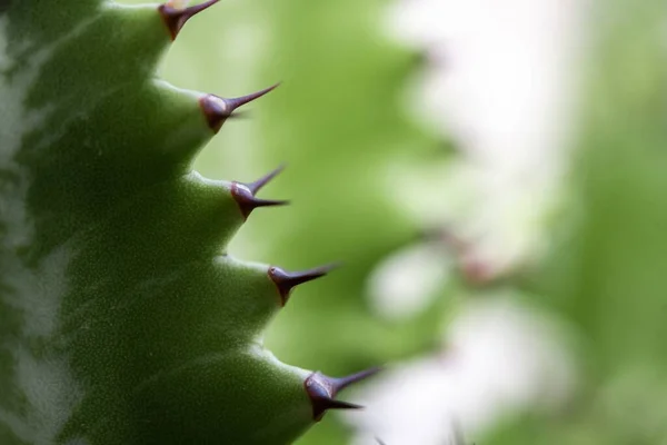 Çivili Bir Bitkinin Kenarlarına Yakın Çekim — Stok fotoğraf