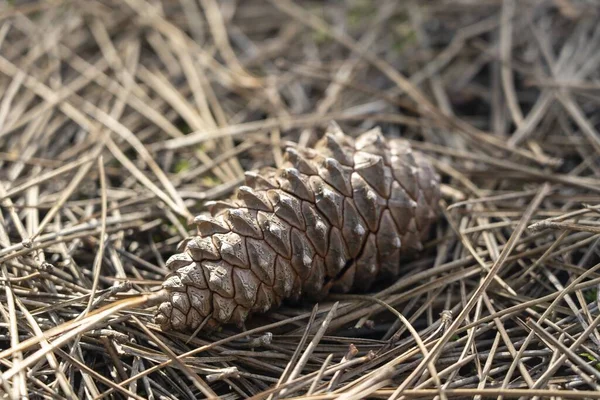 Closeup Shot Cone Laid Ground Pine Tree Needles — Stock Photo, Image