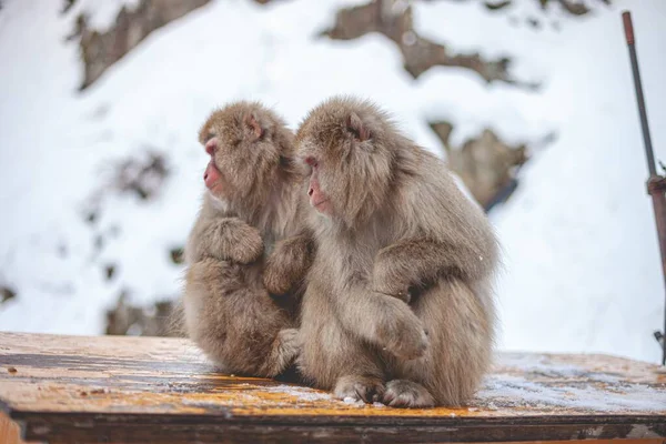 Colpo Selettivo Messa Fuoco Due Scimmie Macaco Seduti Uno Accanto — Foto Stock