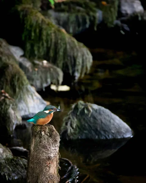 背景に黒ずんだ石を持つ苔むした木の上に美しいカワセミの鳥のクローズアップ — ストック写真