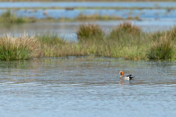 一只褐色和灰色的鸭子 白天在湖中游泳 背景模糊 — 图库照片