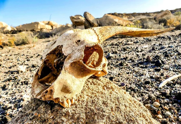 A closeup shot of the bones of a dead animal in a deserted area