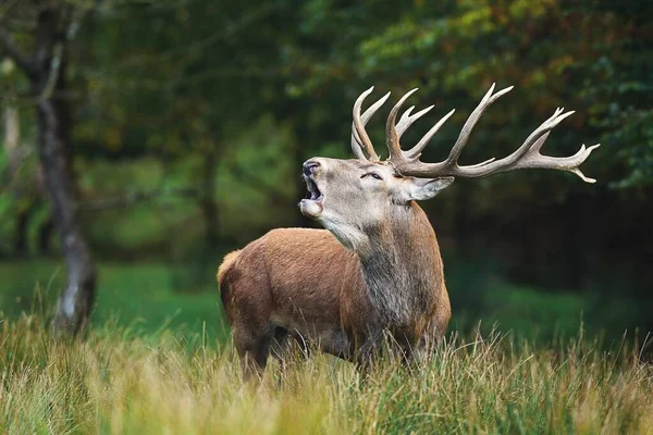 Närbild Gäspande Hjort Med Vackra Horn — Stockfoto