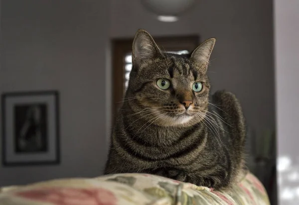 Eine Hauskatze Mit Schwarz Braunen Mustern Sitzt Einem Raum — Stockfoto