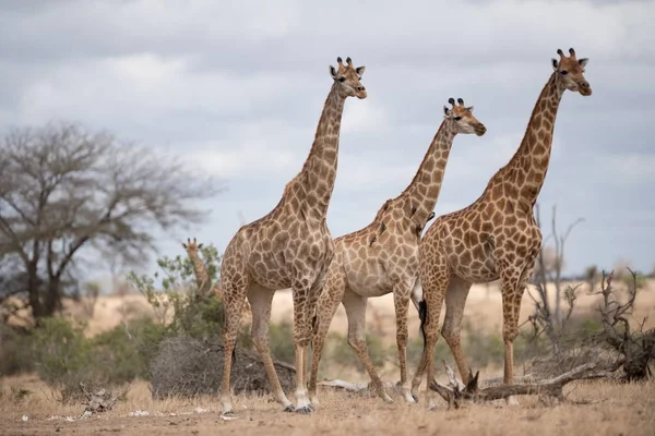 Три Красиві Жирафи Ходять Кущ Поле — стокове фото