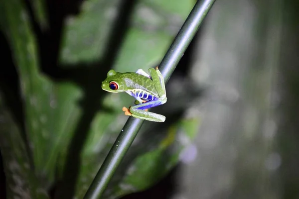 Yeşil Bir Kurbağanın Arka Planda Bulanık Bir Yaprak Üzerindeki Makro — Stok fotoğraf