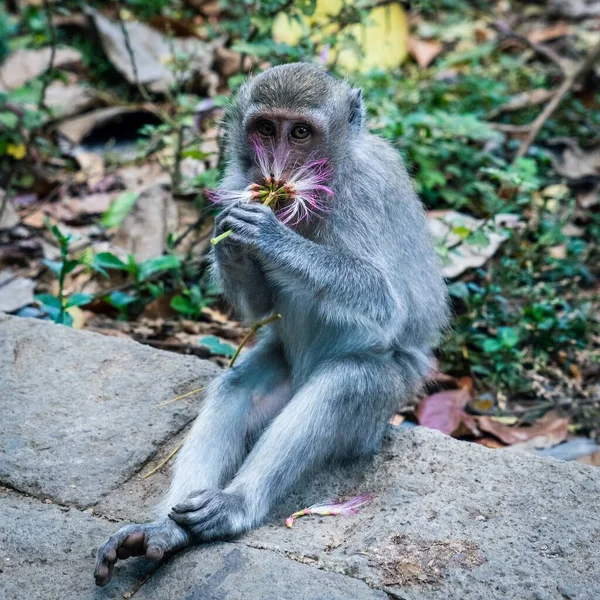 Sebuah Gambar Dekat Seekor Monyet Duduk Dan Mencium Bunga Taman — Stok Foto