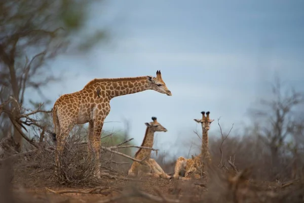 Beau Plan Trois Girafes Reposant Sur Sol — Photo