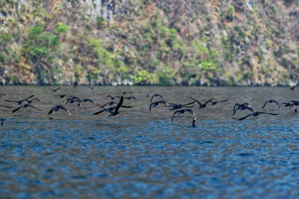 Ein Schwarm Schwarzer Vögel Schwimmt Meer Mit Verschwommenen Hügeln Hintergrund — Stockfoto