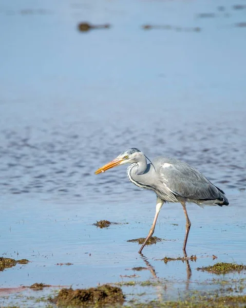 昼間に湖の近くで大きな青いサギの垂直ショット — ストック写真