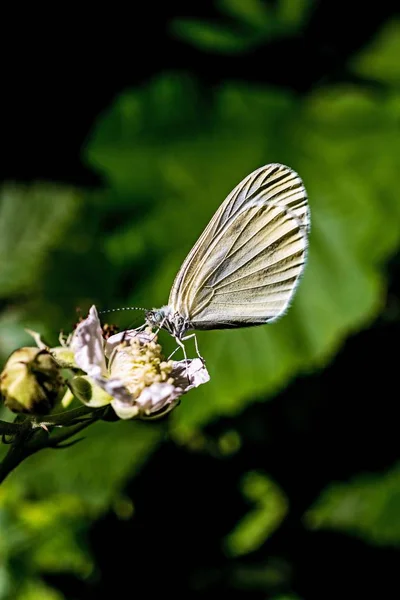Vertical Closeup Pieridae Flower Sunlight Blurry Background — Stock Photo, Image