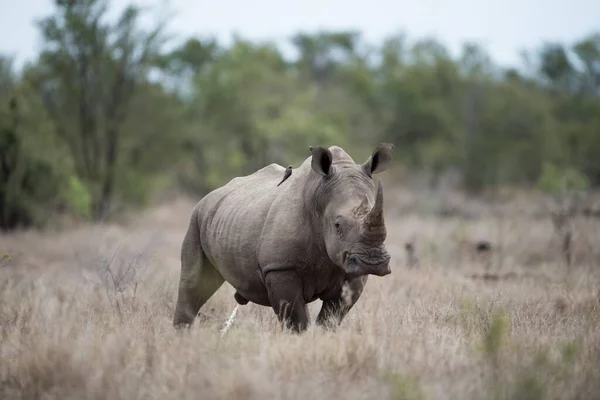 Beautiful Shot Huge Rhinoceros Blurred Background — Stock Photo, Image