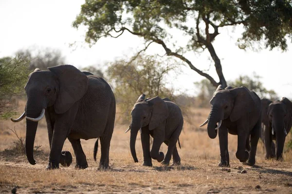 Krásný Záběr Skupiny Afrických Slonů Kráčejících Společně — Stock fotografie