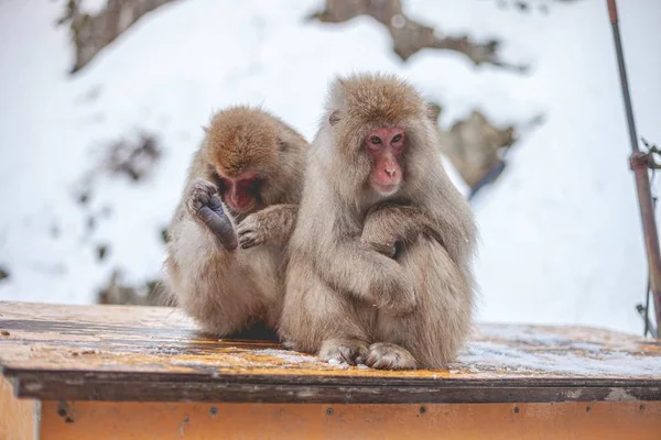 木製の板の上に座っている2つのマカクの選択的な焦点ショット — ストック写真