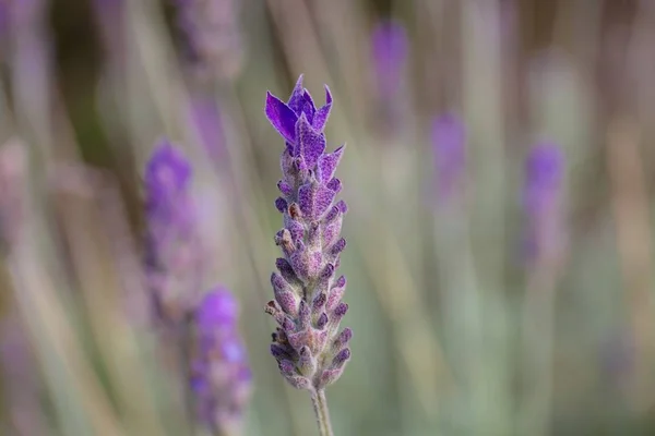 Primer Plano Lavanda Jardín Bajo Luz Del Sol Con Fondo —  Fotos de Stock