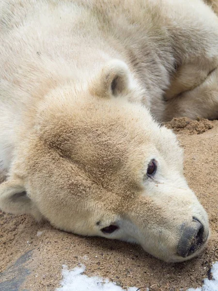 Closeup Shot White Bear Lying Ground — Stock Photo, Image