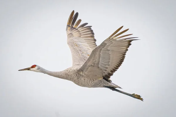 Piękne Ujęcie Sandhill Crane Lecącego Jasnym Niebie — Zdjęcie stockowe