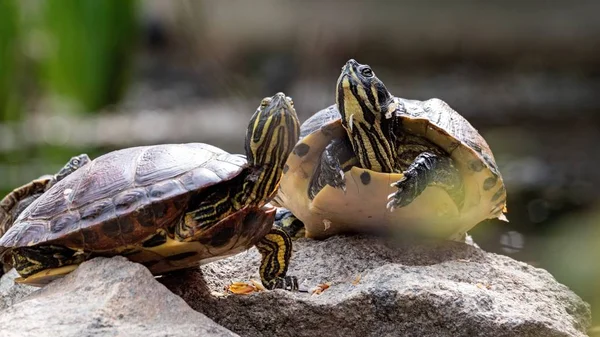 Nærbillede Florida Rødbælte Skildpadder Klipperne Sollyset Med Sløret Baggrund - Stock-foto