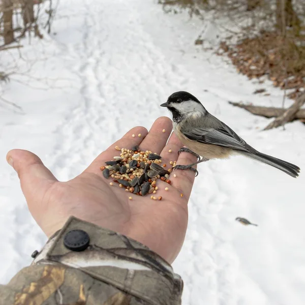 一张美丽的黑白歌鸟的照片在冬天被一个男人的手喂大了 — 图库照片