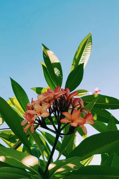 Tiro Close Vertical Oleanders Rosa Sob Luz Solar Com Céu — Fotografia de Stock