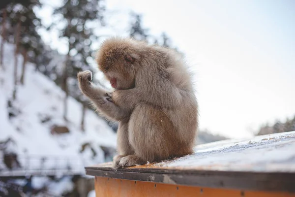 Sebuah Fokus Tembakan Selektif Dari Monyet Kera Melihat Tangannya — Stok Foto