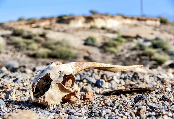A closeup shot of the bones of a dead animal in a deserted area
