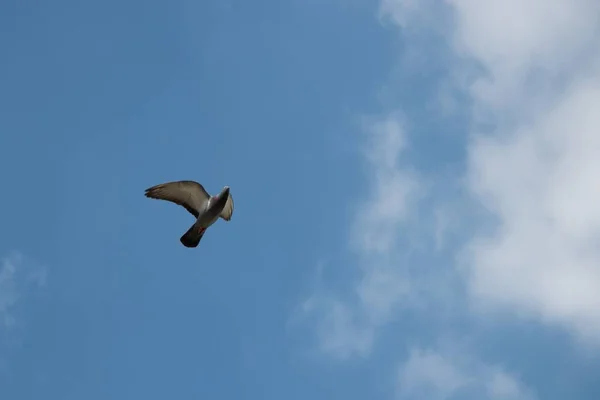 Tiro Ângulo Baixo Pássaro Voando Céu Nublado — Fotografia de Stock