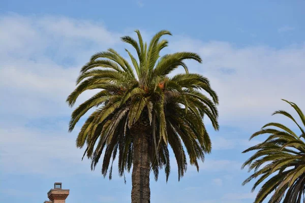 Bello Tiro Una Palmera Con Cielo Azul Borrosa Fondo — Foto de Stock