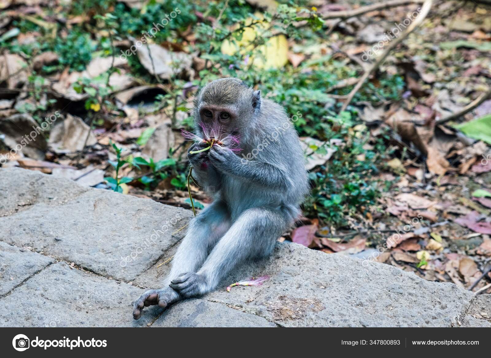 Um macaco branco sentado em uma superfície branca