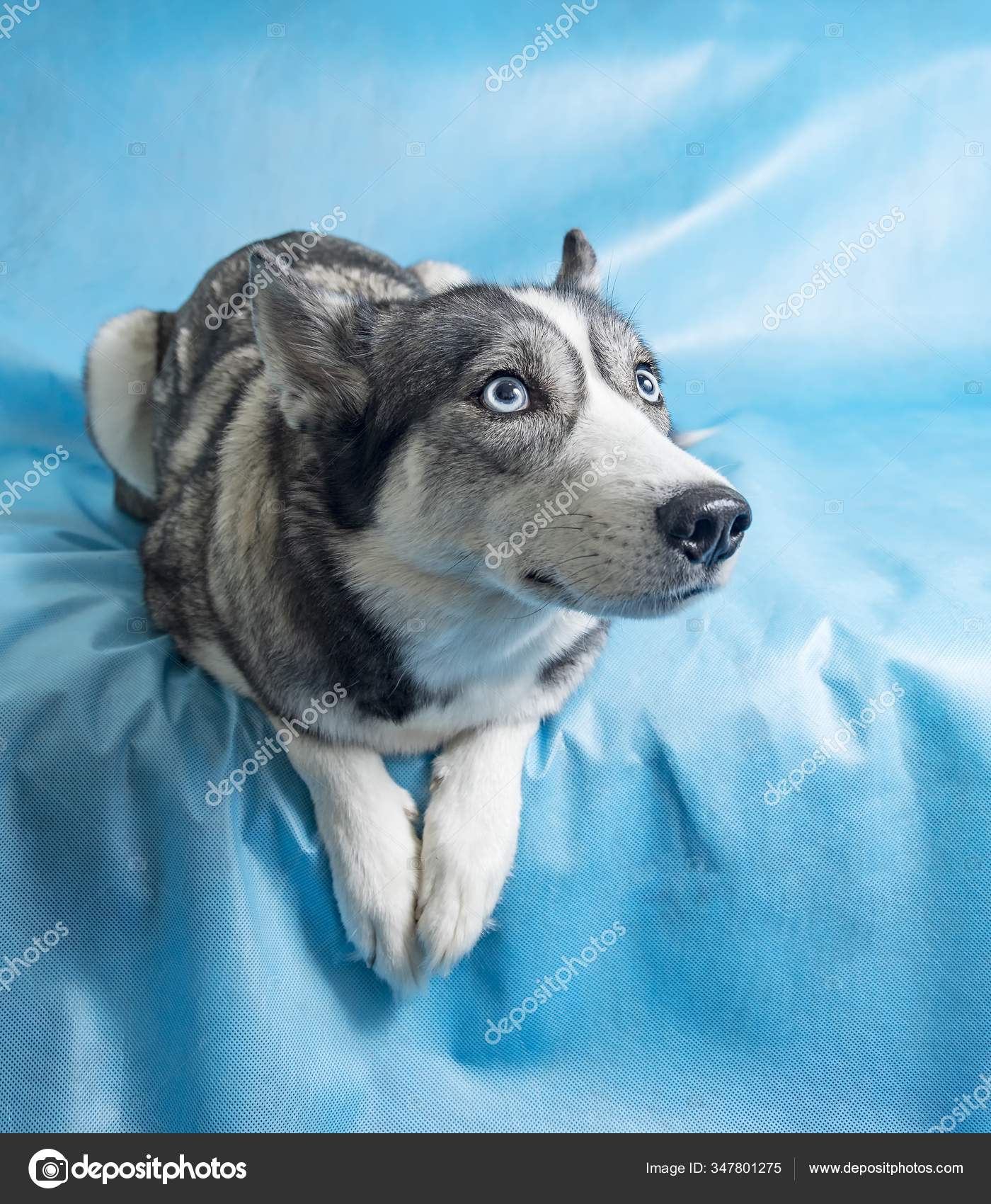 Gey White Husky Dog Blue Eyes Blue Background Stock Photo Image By C Wirestock