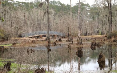 LAKE CHARLES, UNITED STATES - Feb 09, 2018: Lake Charles, Louisiana - February 2018: Trees reflect in the swamp at Sam Houston Jones State Park. clipart