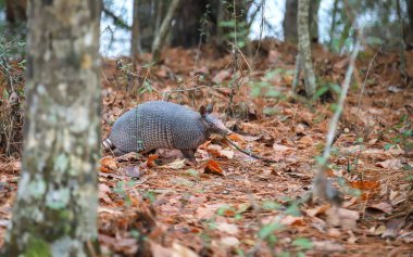 LAKE CHARLES, UNITED STATES - Feb 09, 2018: Lake Charles, Louisiana - February 2018:   An armadillo walks across the forest along the Stagecoach Trail in Sam Houston Jones State Park. clipart